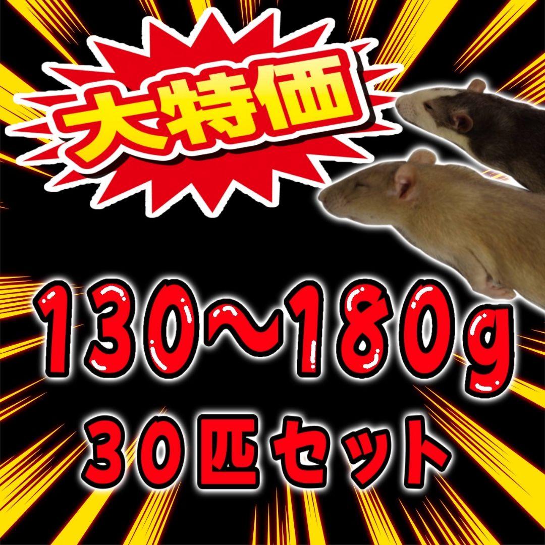 冷凍ラット(国産) 130~180g 30匹セット
