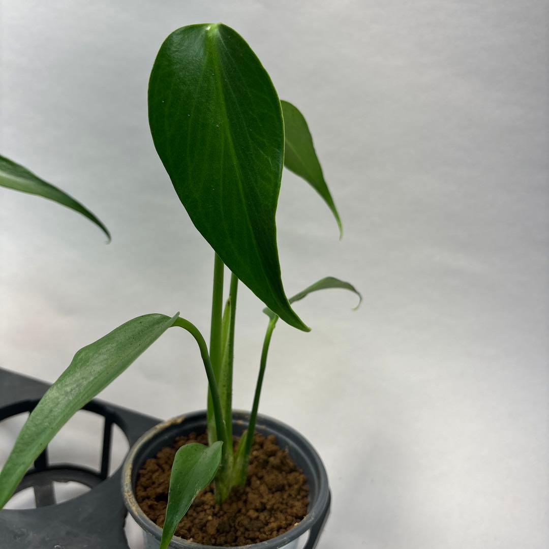 キ*ン様 5株セットMS06モンステラ バールマルクスフレーム