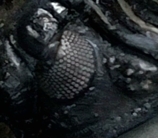 トゲトゲ！三葉虫【Walliserops lindoei】化石 モロッコ