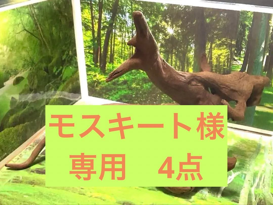 モスキート4点 天然水槽用流木