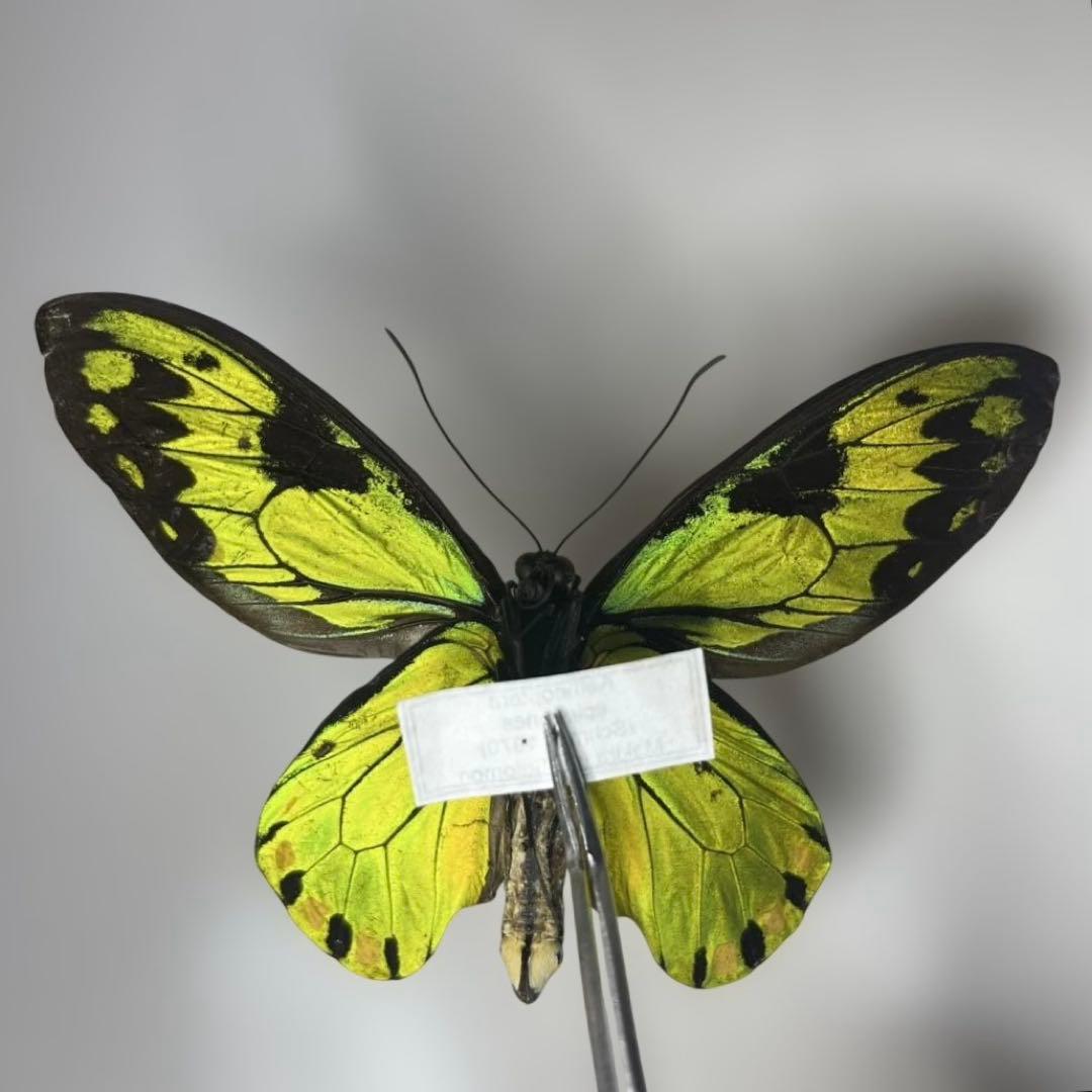 ビクトリアトリバネアゲハ　珍品