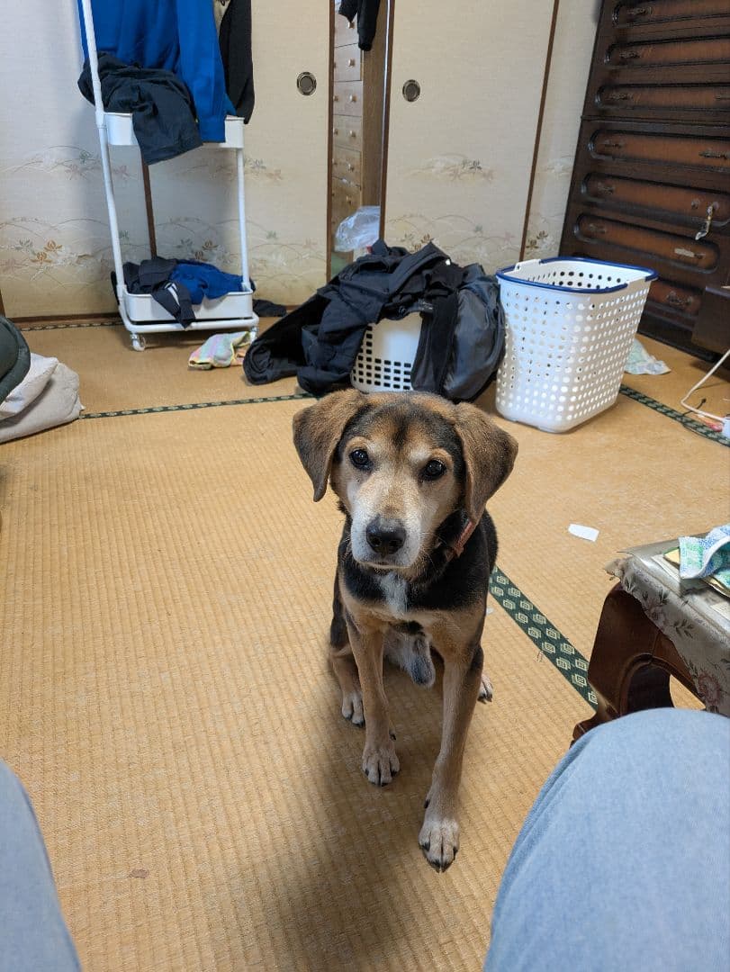 謝罪。シシバニ。美品。24ツインパワー3000MHG