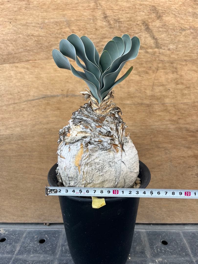 ブーファン　ハエマンソイデス　（検　ハエマントイデス　ディスティチャ