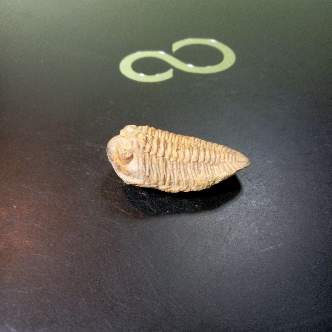 三葉虫　化石　fossil　ボリビア産　トライロバイト　Fossil番号⑦