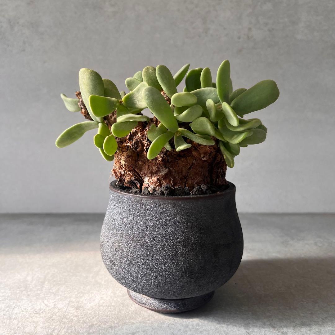 k*3様 ケラリアピグマエア　現地球　発根済み　塊根植物　陶器鉢セット