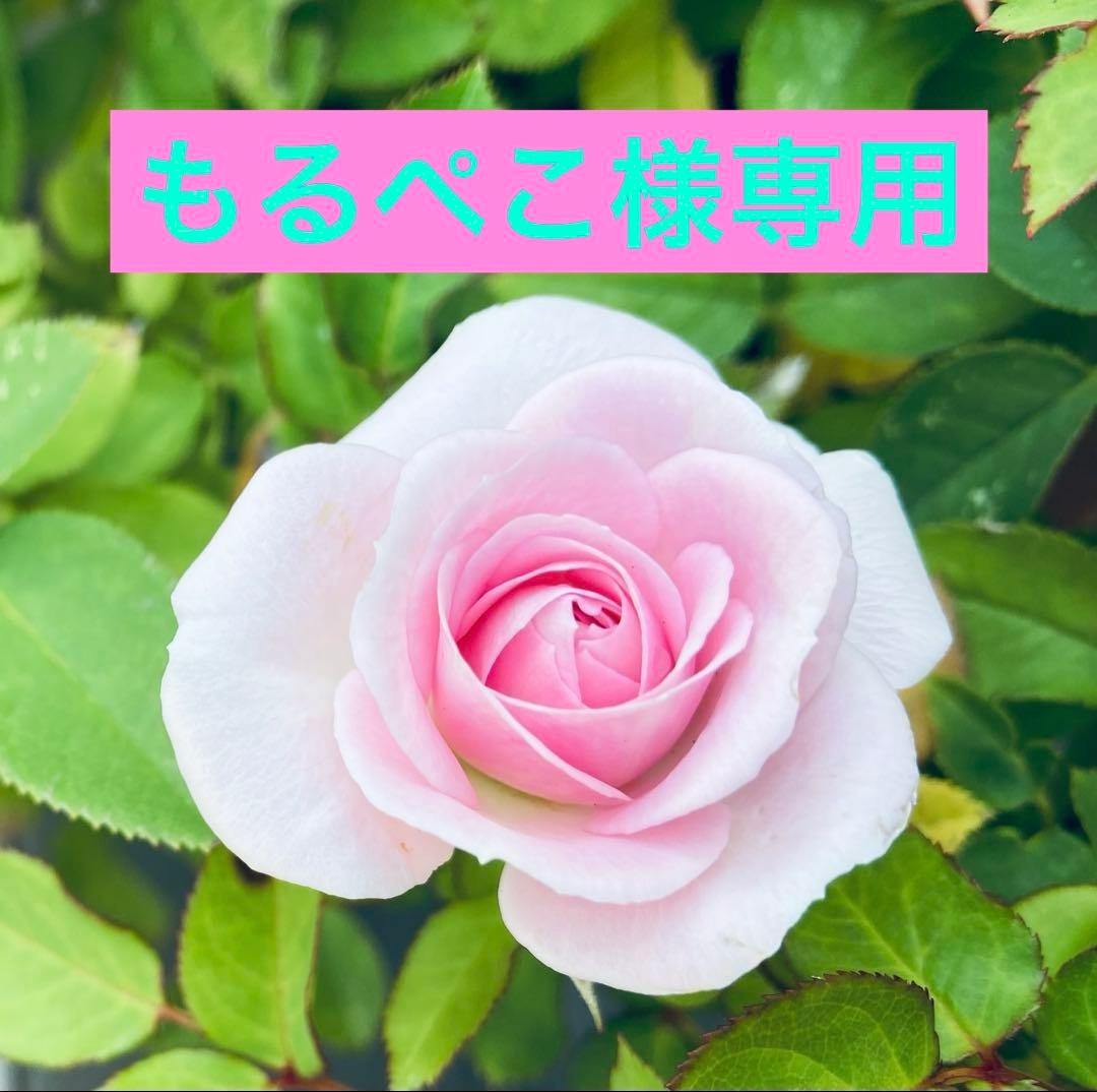 もるぺこ　ぽんちゅ〜る・チャオ缶ちゅ〜る・おさかなちゅ〜る・テリーヌ