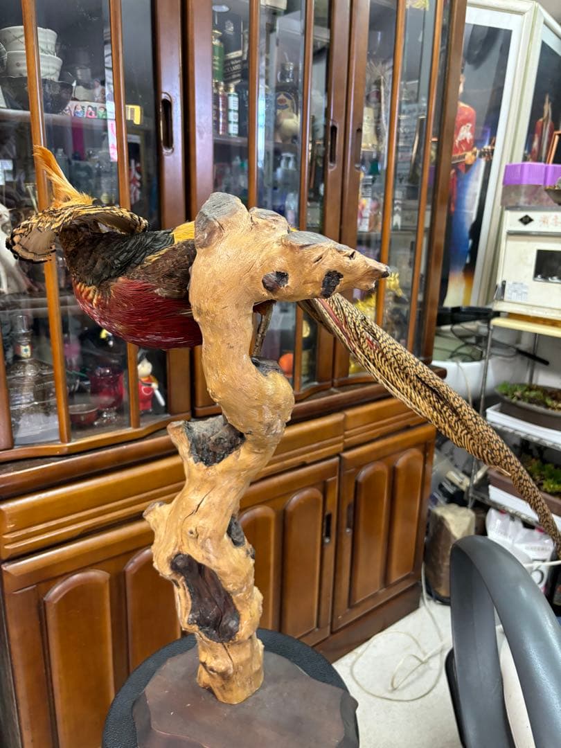 キジの 剥製 木製 の台座 鳥の置物 高さ約７１cm 大特価激安