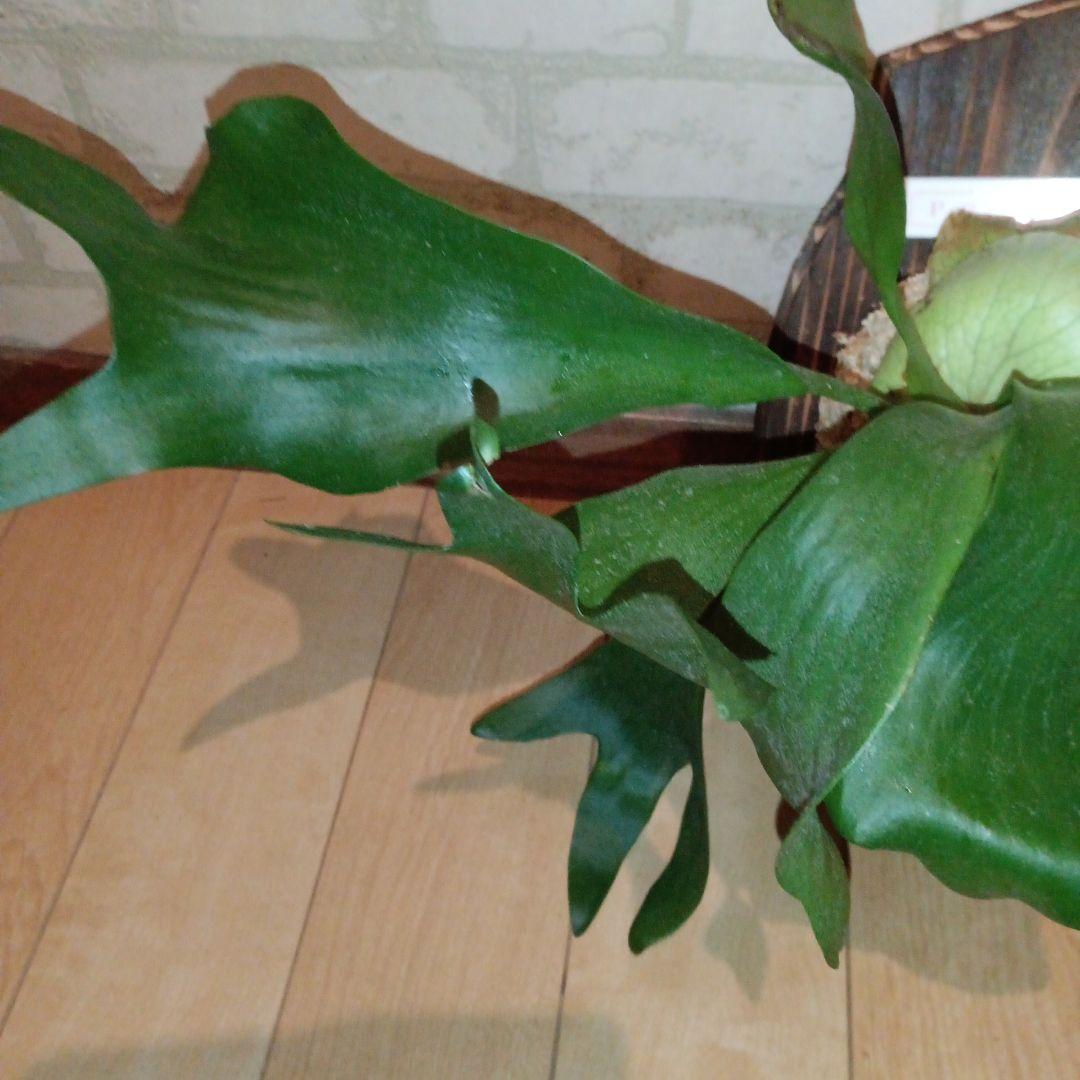 ステマリア＆ヒリードラゴンスポアオリジナルACO出品です!