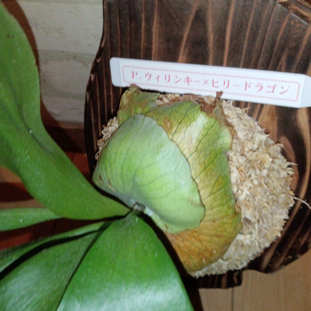 ステマリア＆ヒリードラゴンスポアオリジナルACO出品です!