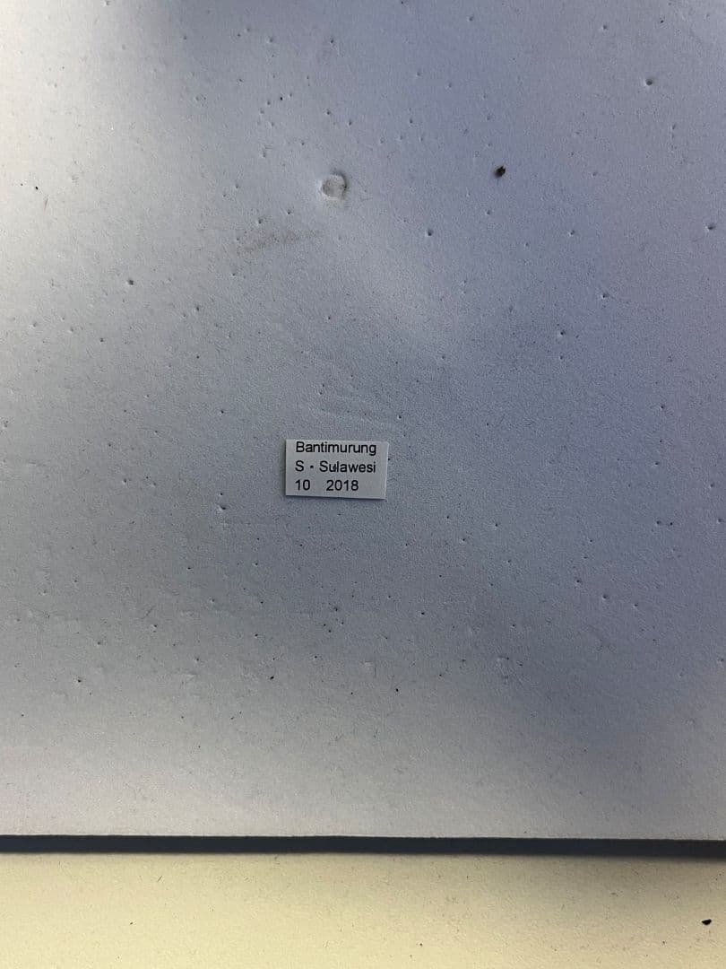 サビモンキシタアゲハ 蝶 外国産蝶標本 標本