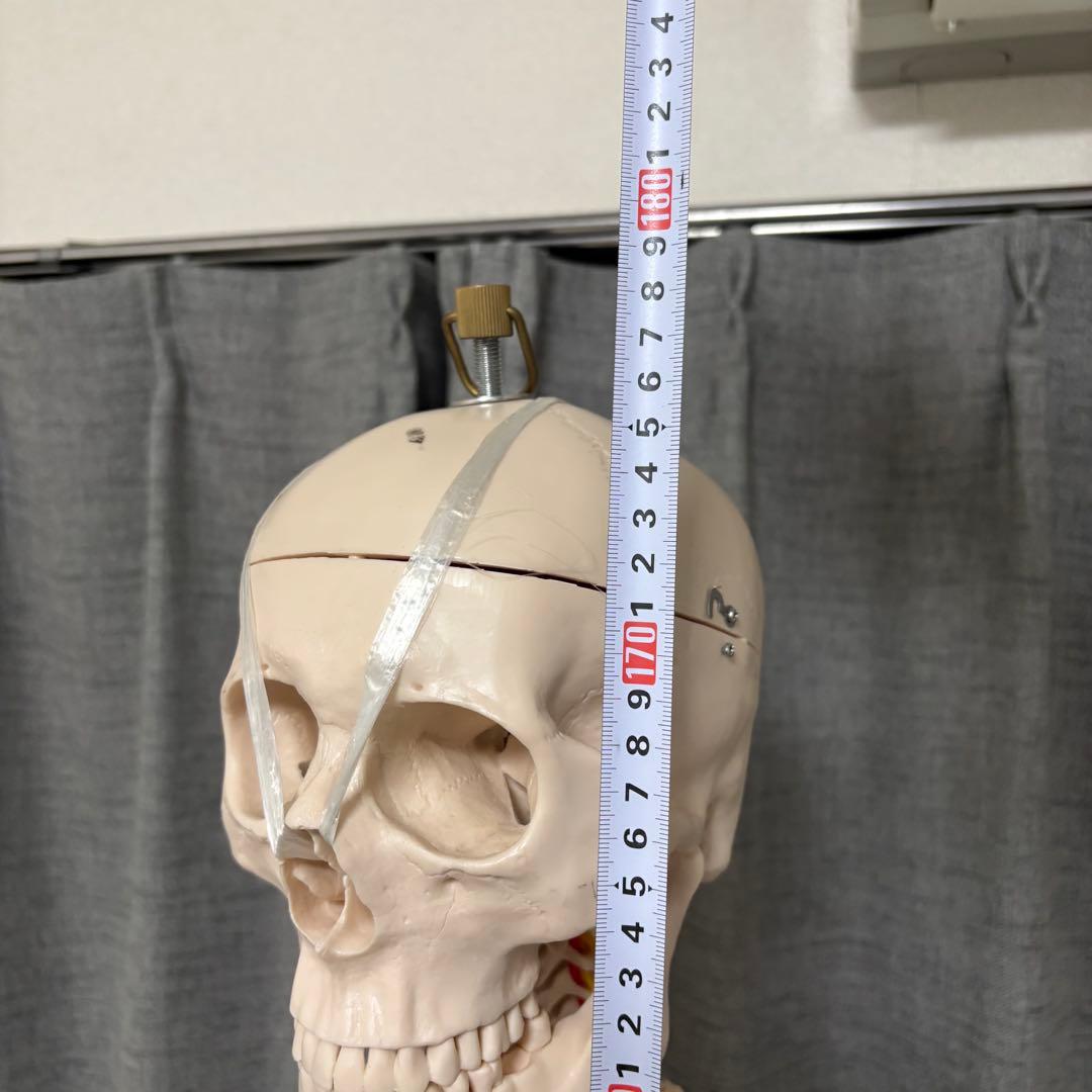 骨模型　全身　等身大　キャスター付　整体院　整骨院