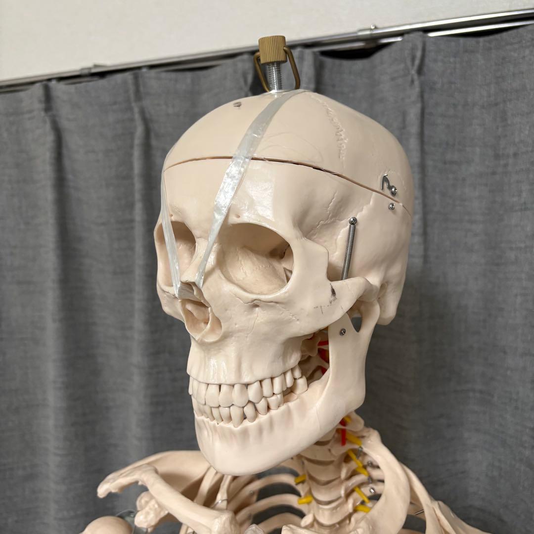 骨模型　全身　等身大　キャスター付　整体院　整骨院