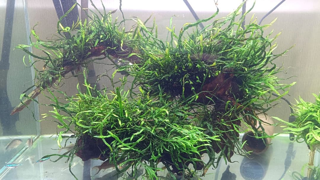 ミクロソリウム　本ナロー　流木2本