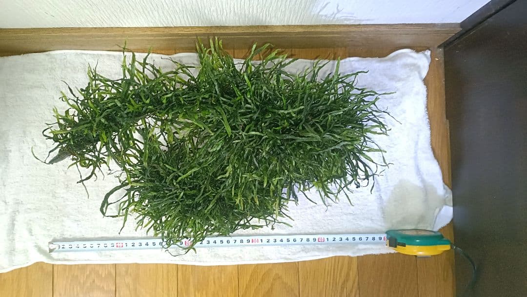 ミクロソリウム　本ナロー　流木2本