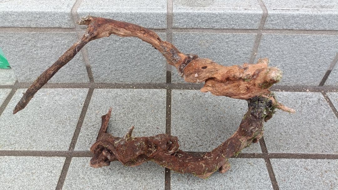 ミクロソリウム　本ナロー　流木2本