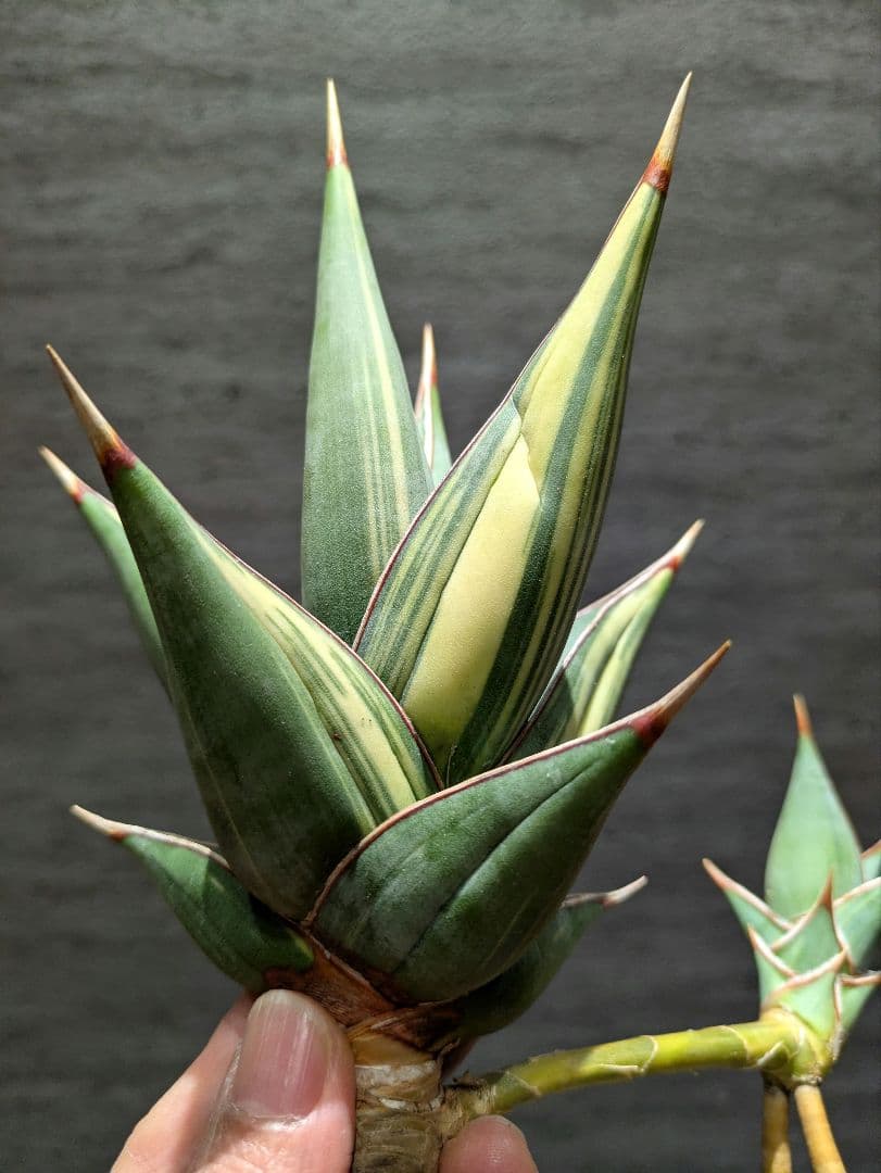 s*o様 希少　ピングイキュラ　斑入り　子株付き　特大株　サンスベリア　ロリダ