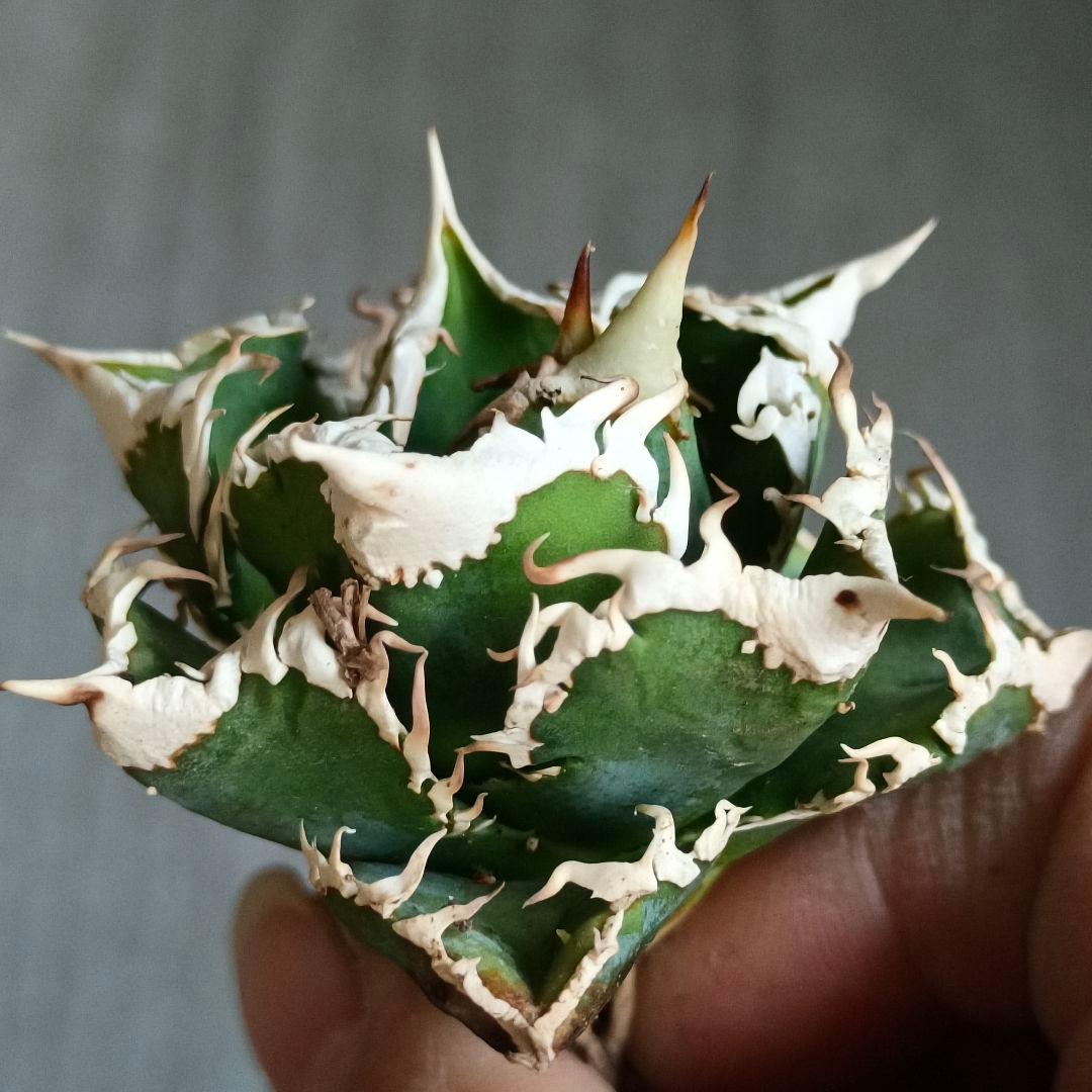 A280 特選 アガベチタノタ 大白鯊 強狂棘 極上白鋸歯 極上優良株