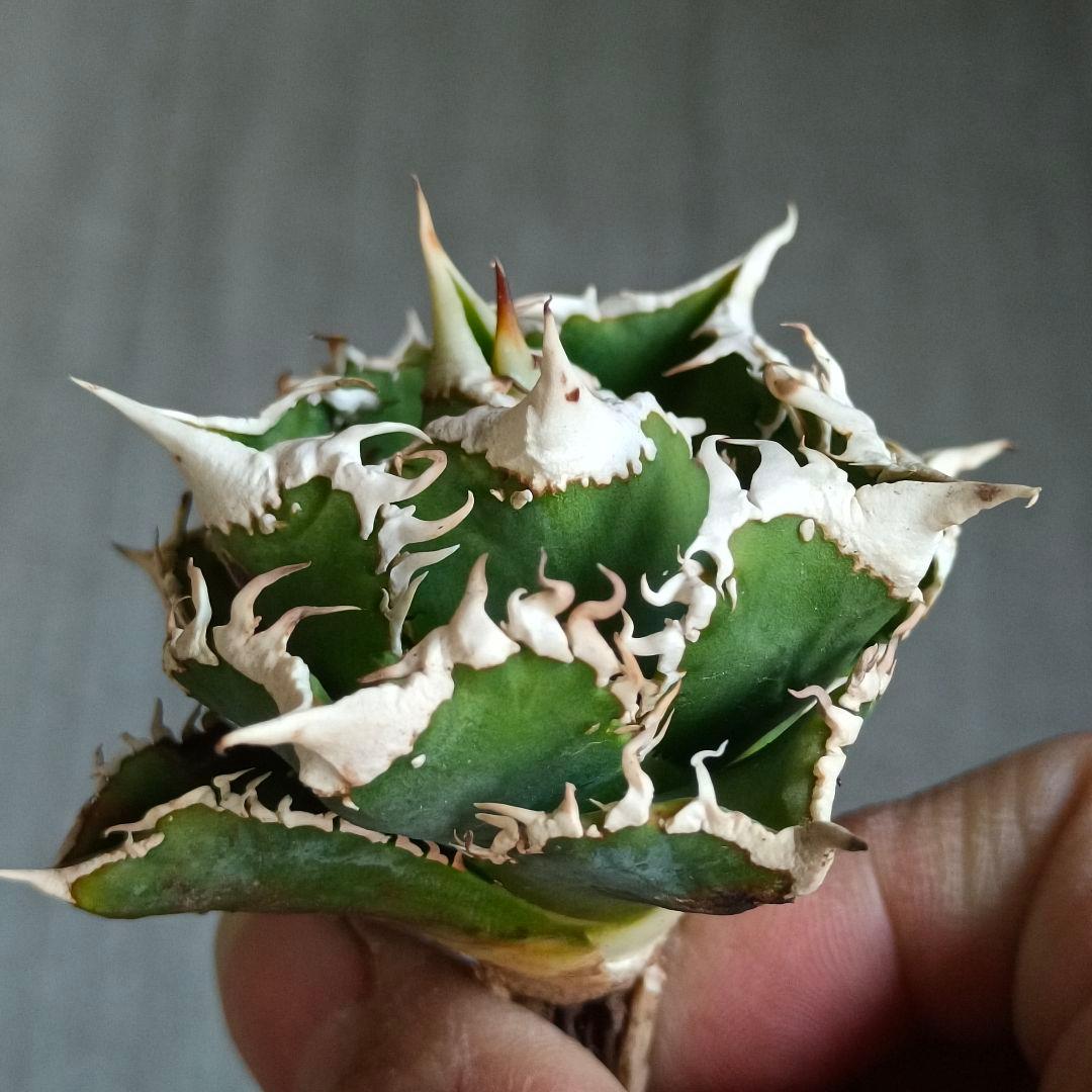 A280 特選 アガベチタノタ 大白鯊 強狂棘 極上白鋸歯 極上優良株