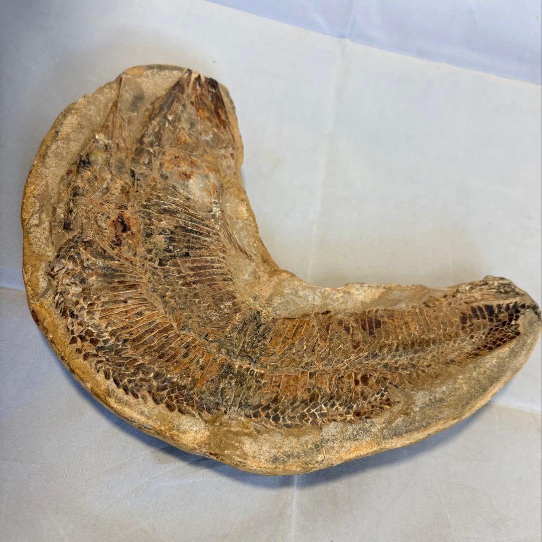 【白亜紀・本物】古代魚の化石 1139g 全身 18cm 鱗まで鮮明