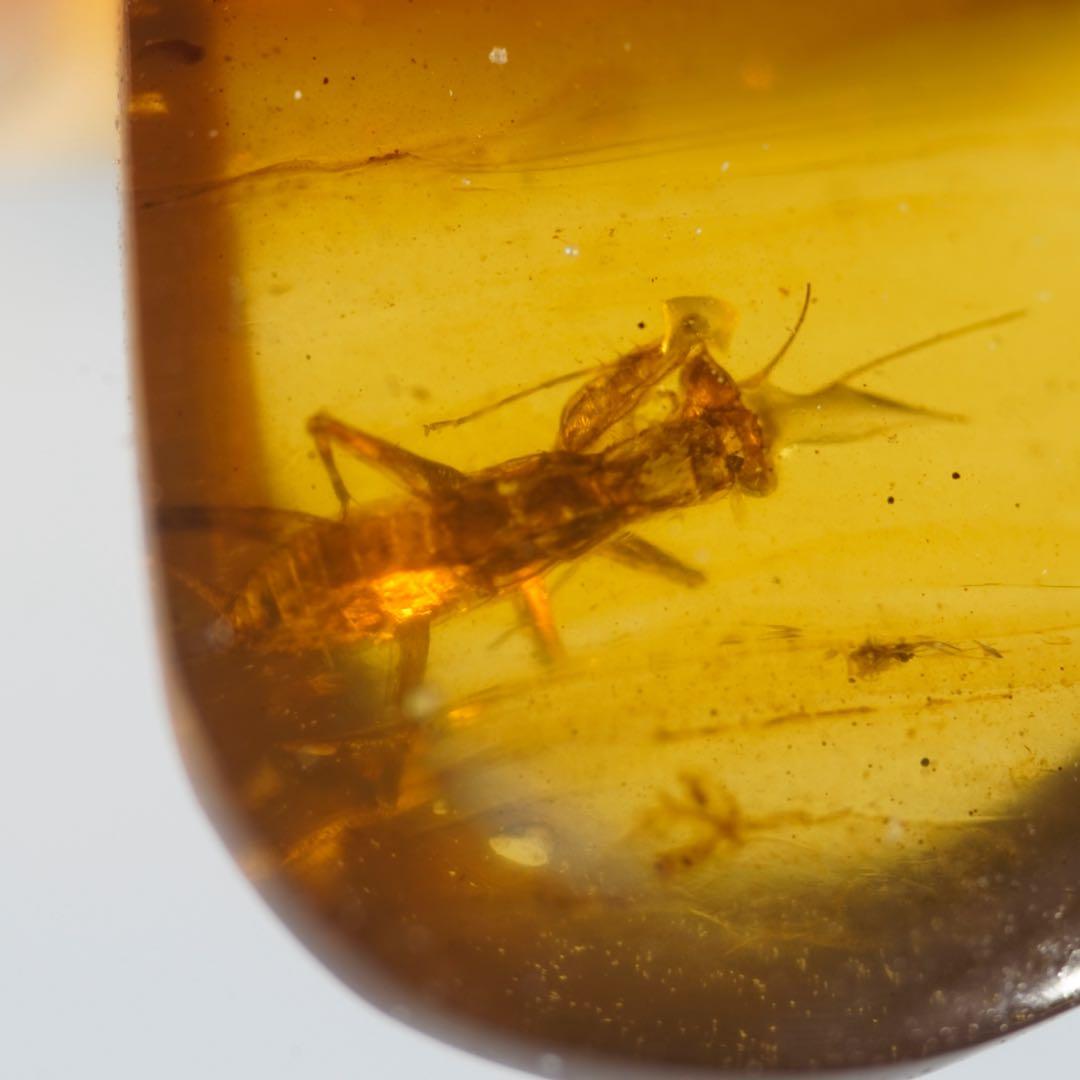 レア極上品 TT0062虫入り琥珀化石　ミャンマーカムティかタナイ9900万年前