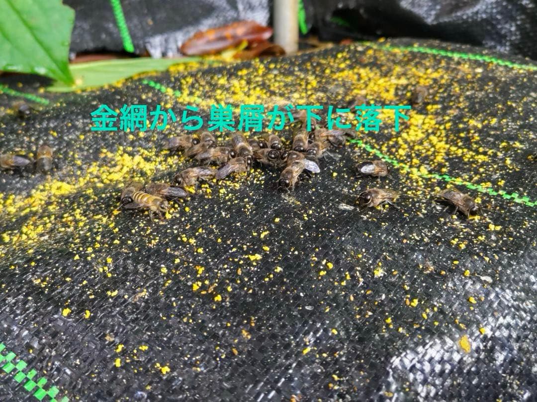 日本蜜蜂 重箱式巣箱4段 スライド底板 付巣門台座