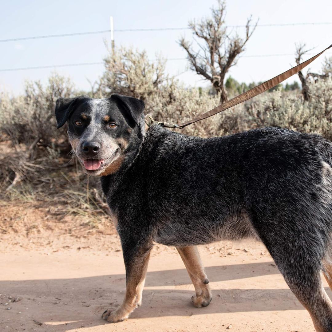 【NEW】Carhartt カーハート リード【L】＆首輪【M】赤ワイン 中型犬