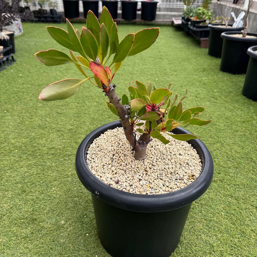 プロテア キングピンク 10号 Protea \