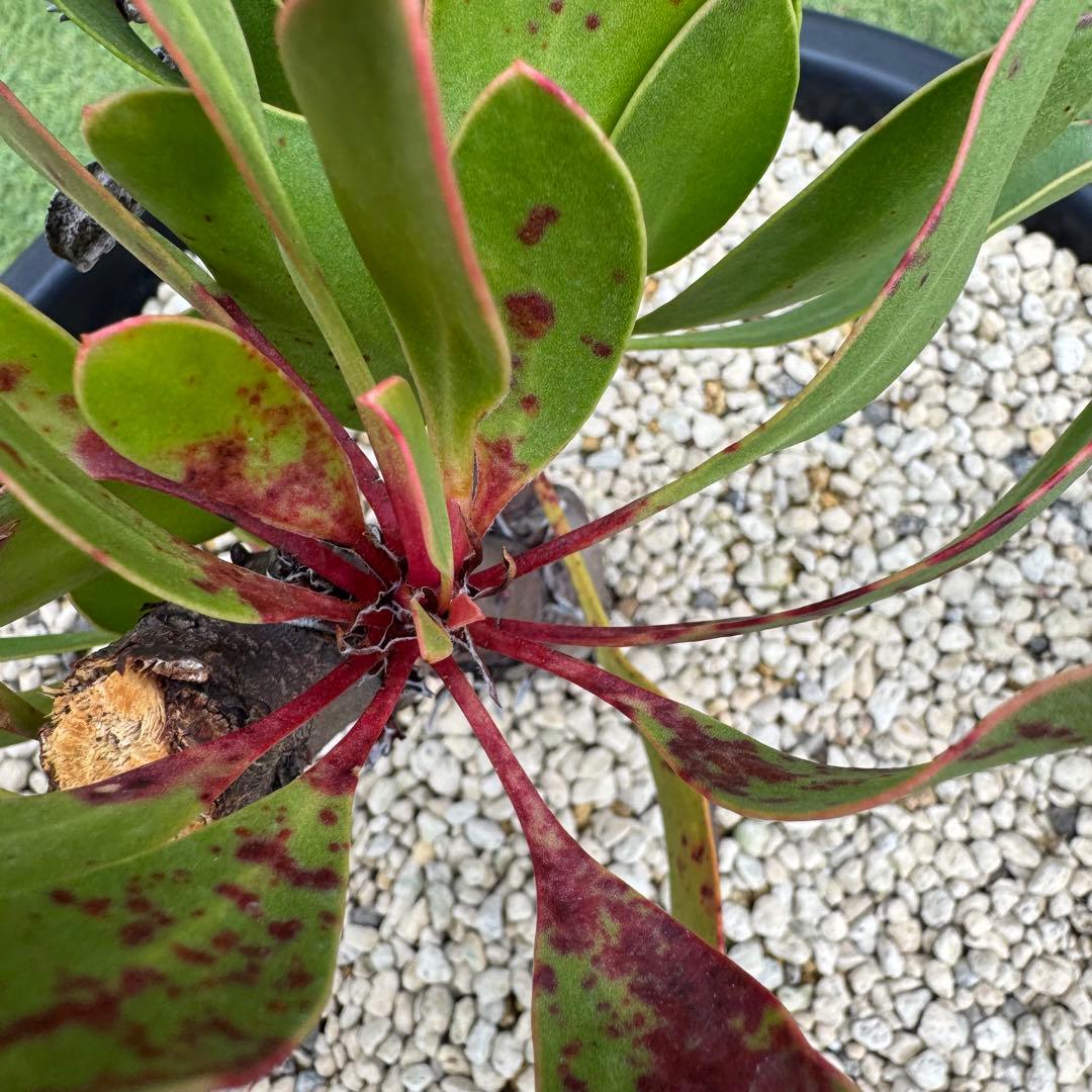 プロテア キングピンク 10号 Protea \" King Pink \" 希少株