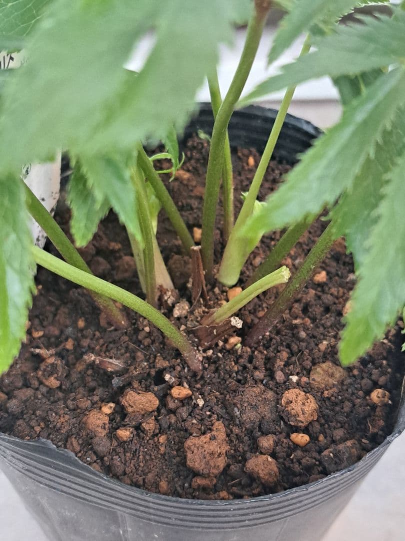 クリスマスローズ　ボッコネイ　４号　芳香　原種