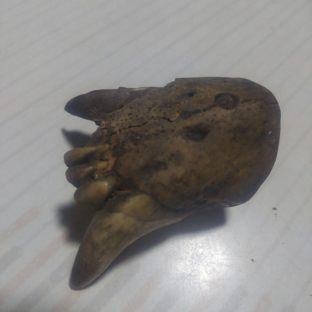 獣犬の下顎、手のひらサイズ