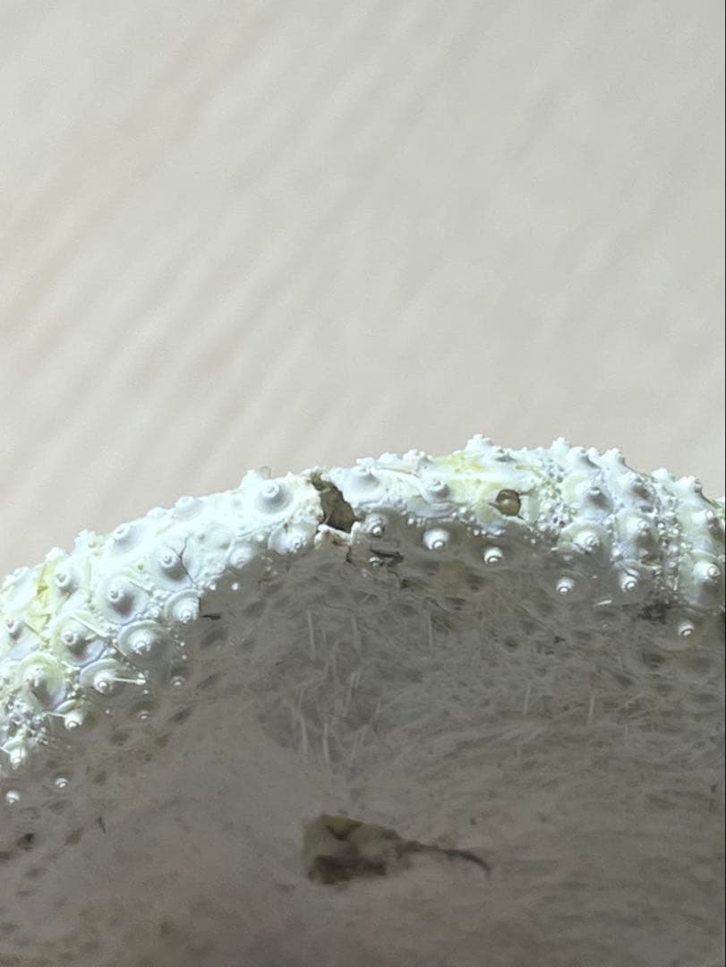 ヒラタガゼ　ウニ　殻