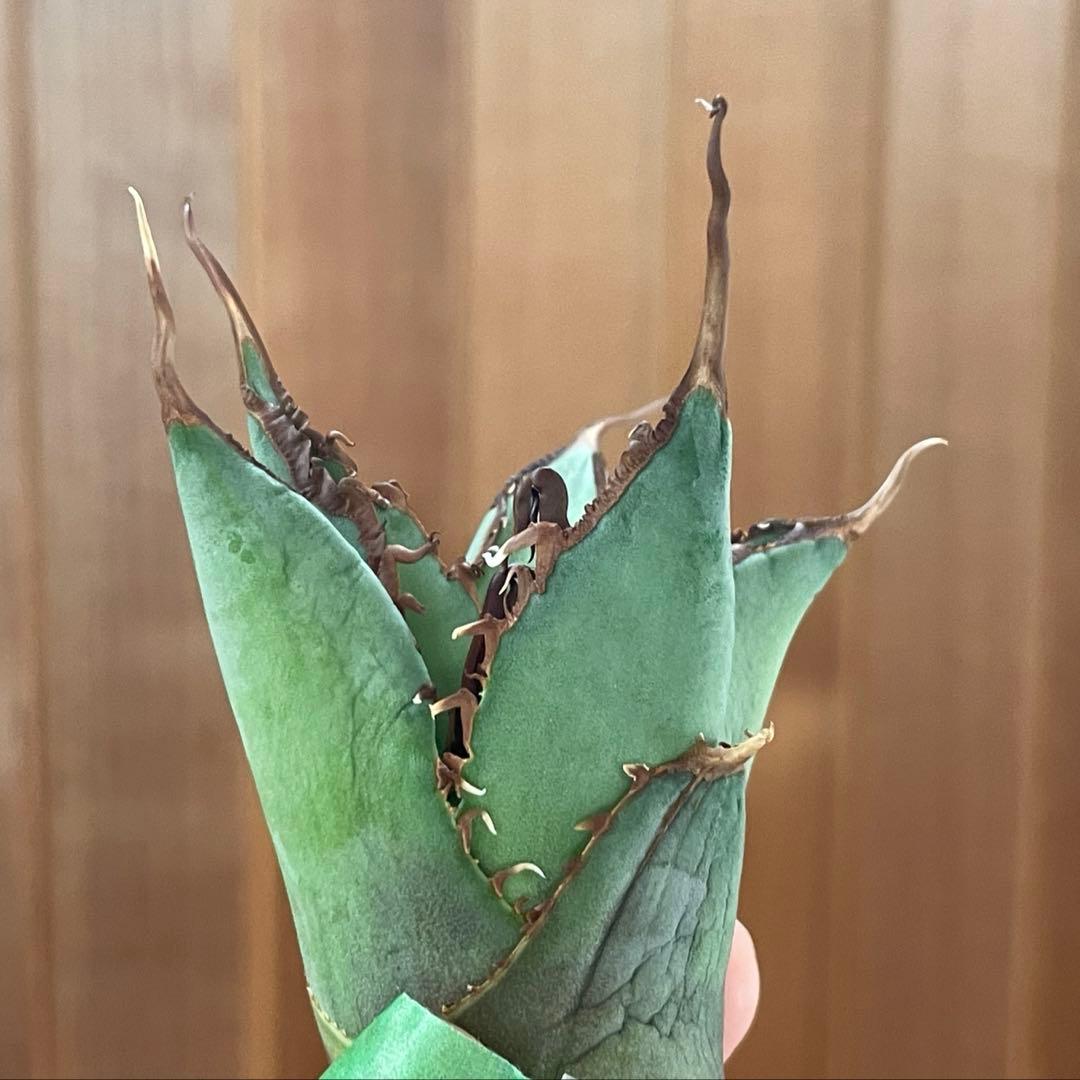 【REZA産】イラン株　選抜　アガベ　TARANTULA 特大　長棘