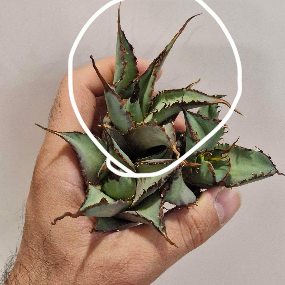 【REZA産】イラン株　選抜　アガベ　TARANTULA 特大　長棘