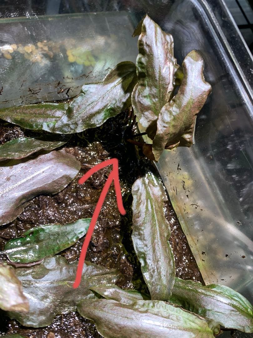 Cryptocoryne grabowskii \"Queen Bee\"クリプト