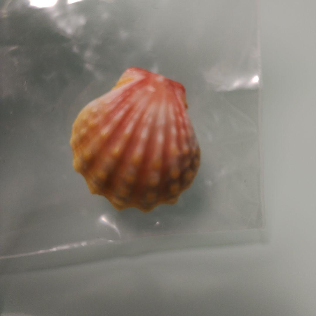 ハワイサンライズシェル 貝殻