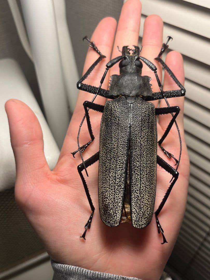 【111mm】Xixuthrus isyuniarkoiウスバカミキリ　標本