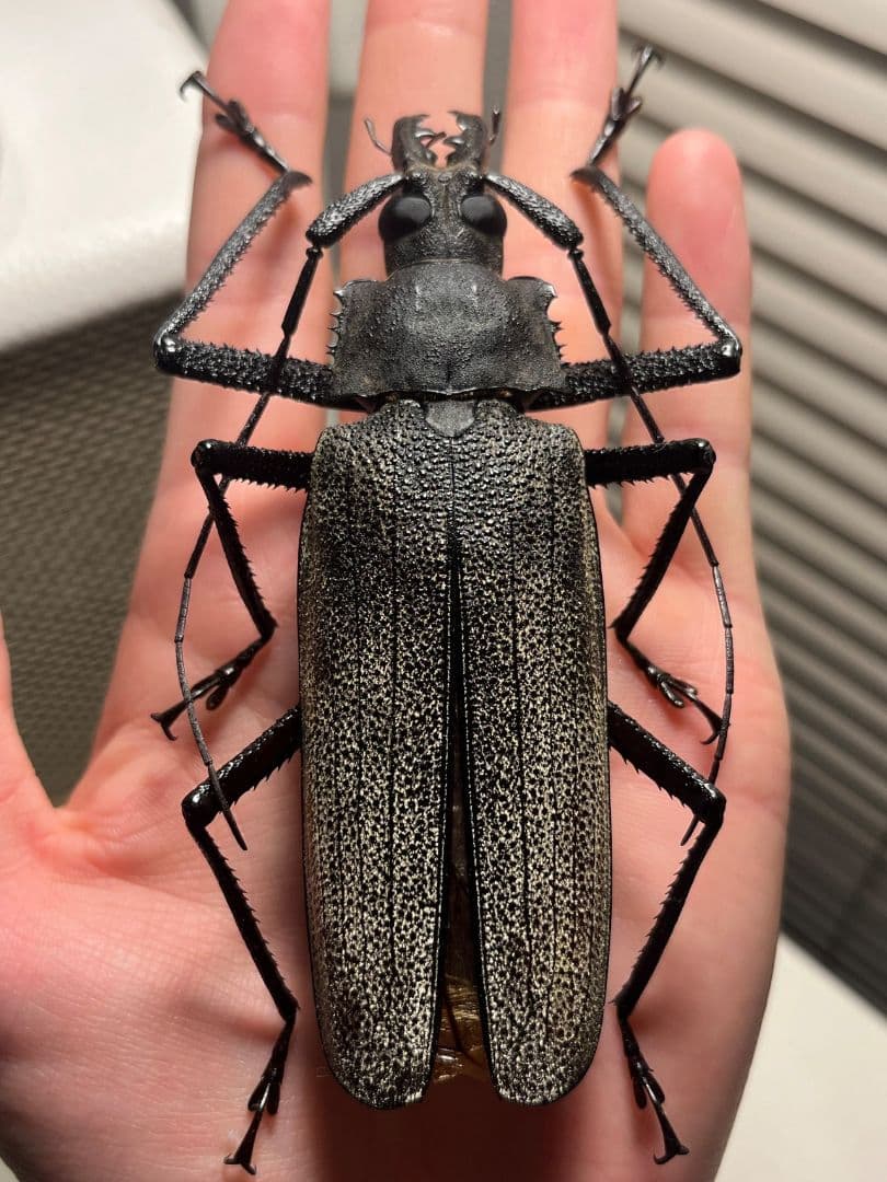 【111mm】Xixuthrus isyuniarkoiウスバカミキリ　標本