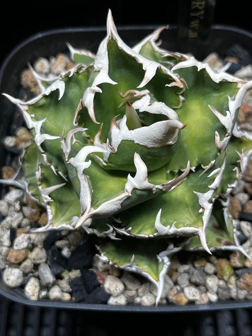 ルナさん専用　アガベ　IVORY\"WA\" 子株