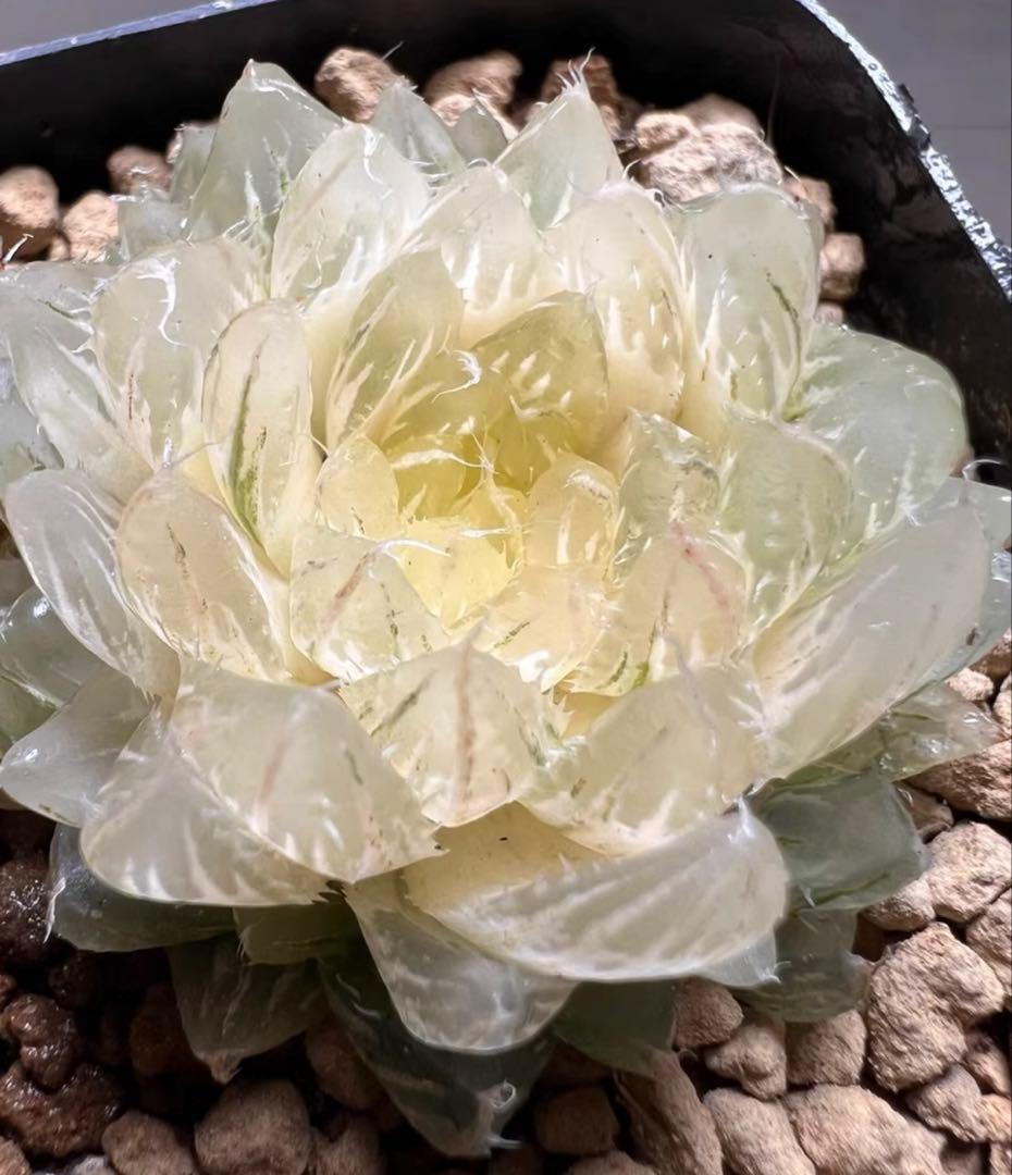 あ*ん様 多肉植物　ハオルチア　翠雲錦　フラワー型　糊斑　超美品
