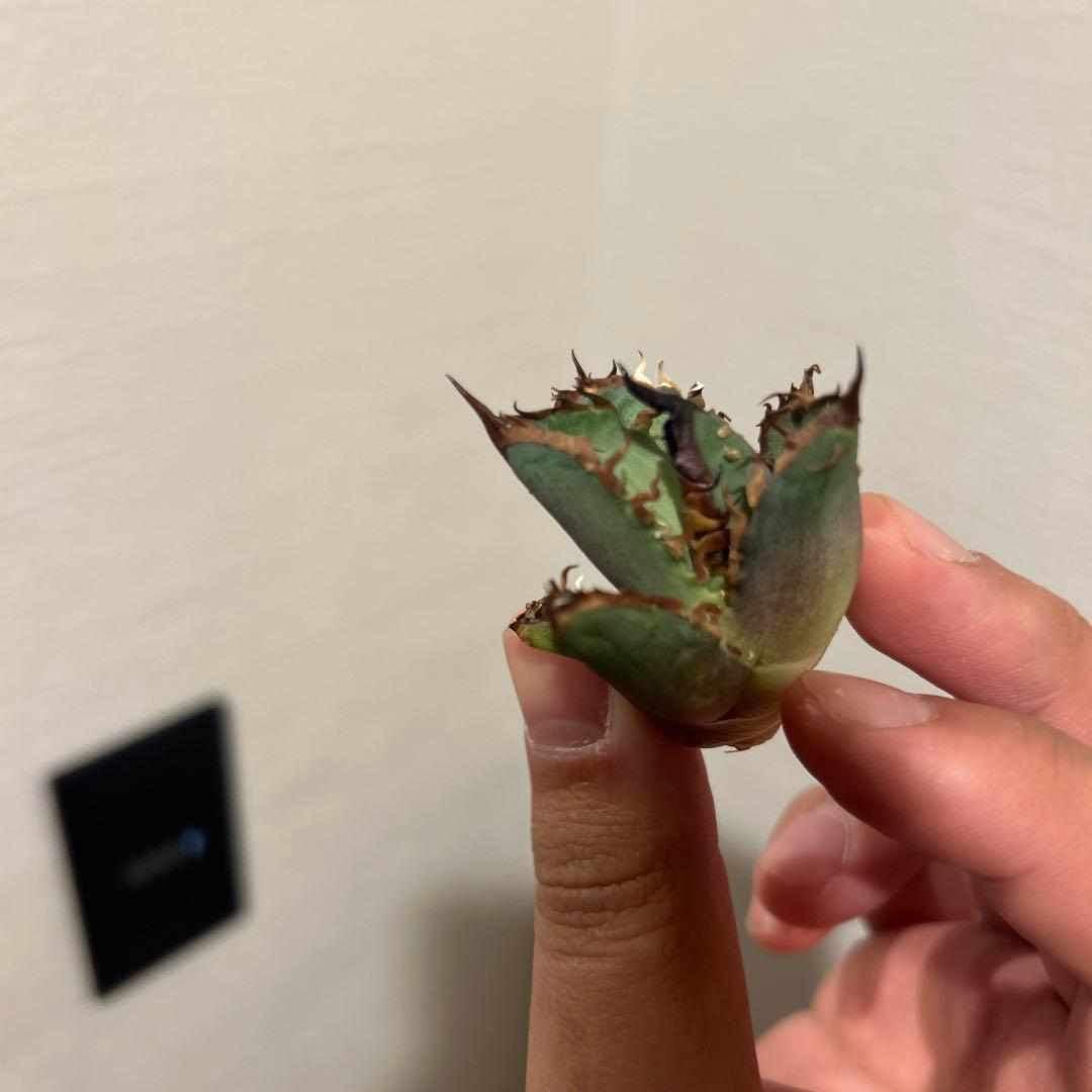 タイキチページ