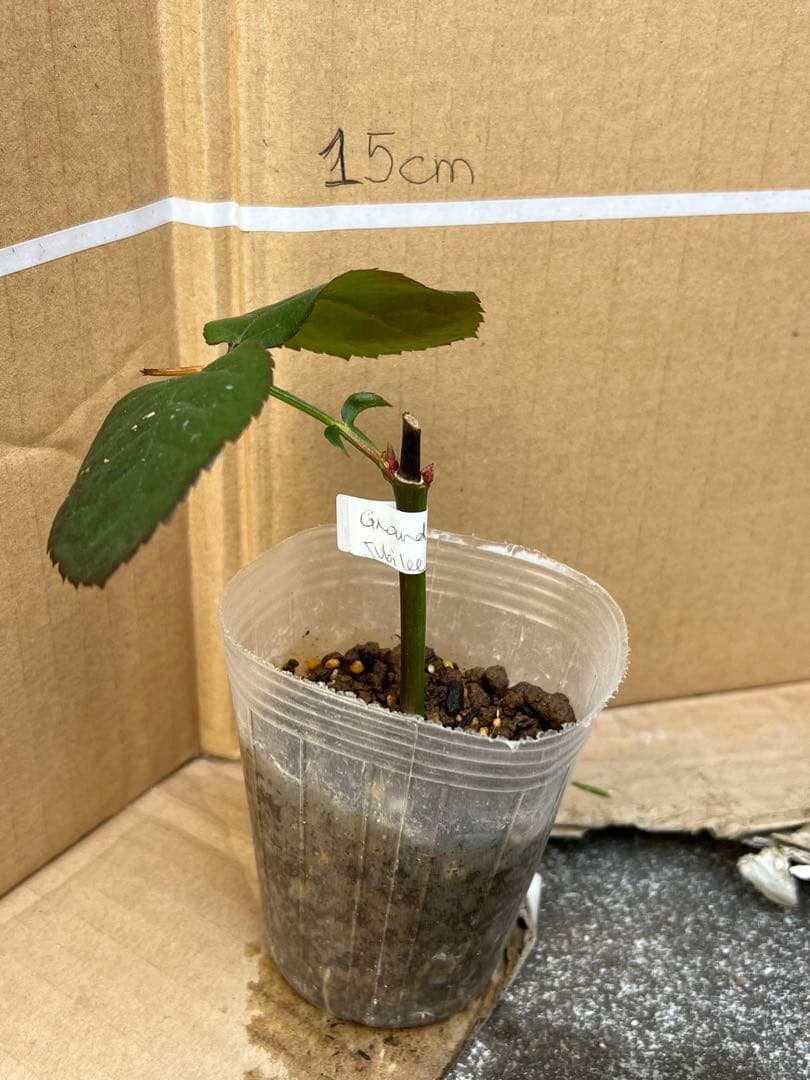 「モン&ミーママ」切り花品種バラ苗　レアバラ　4点