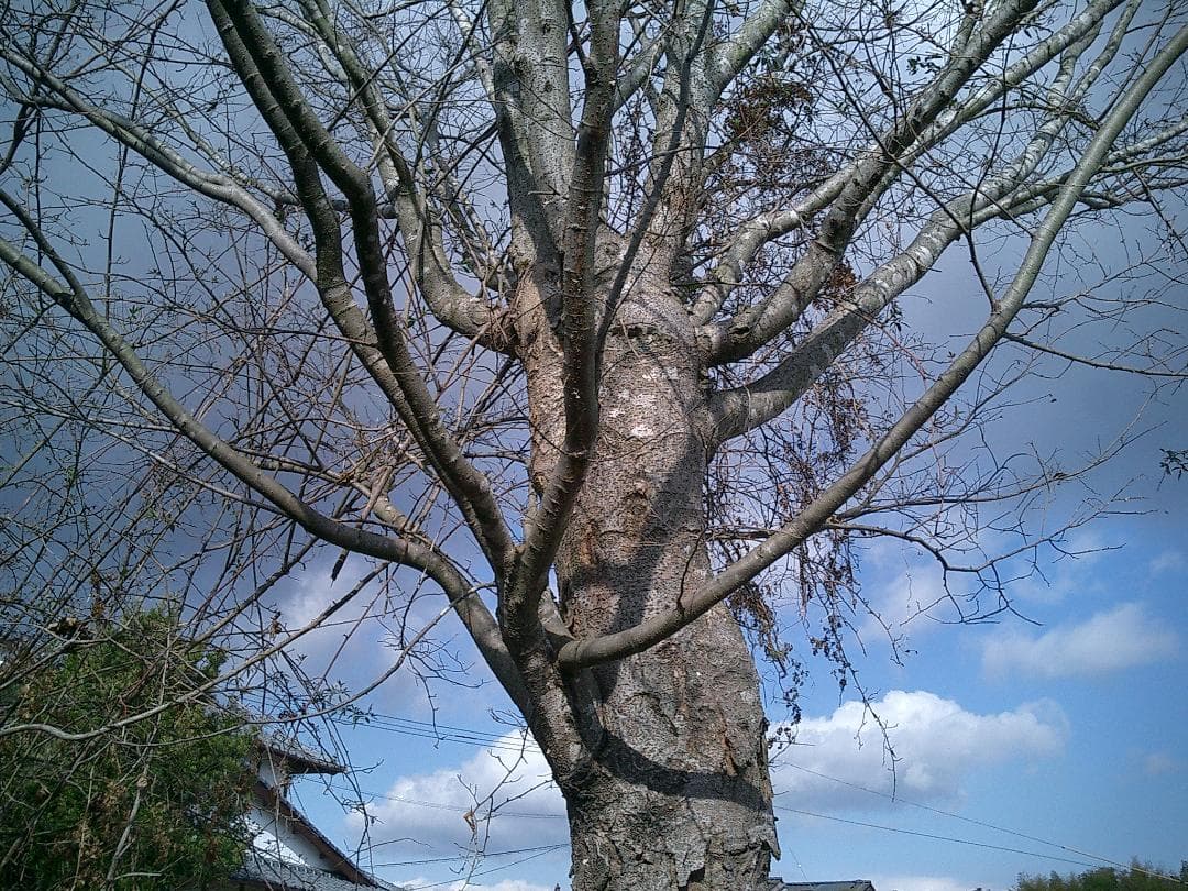 カシオ EXILIM EX-S3 コンデジ 純正バッテリー新品 2GBSDカード