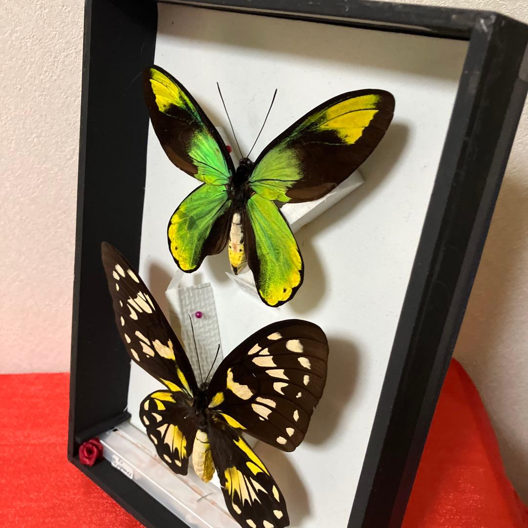 ビクトリアトリバネアゲハ♂♀