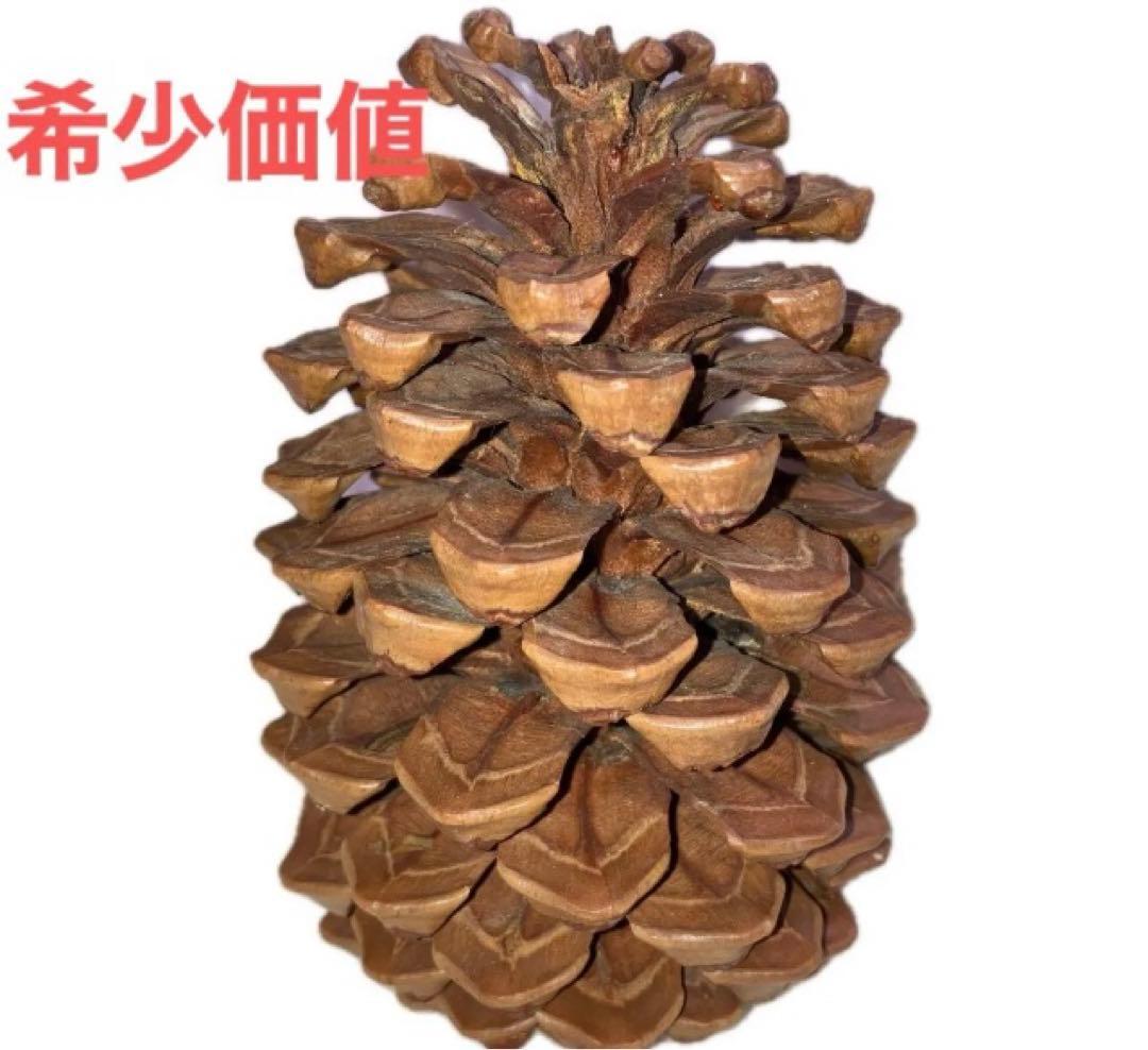 【希少】ロサンゼルス　松ぼっくり　50年前　レア　価値　大きい　天然物　匿名