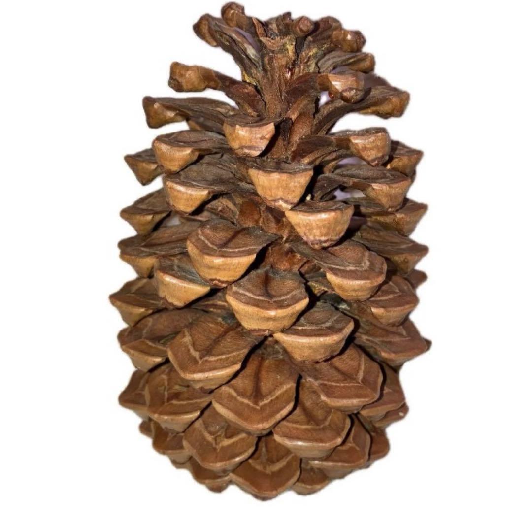 【希少】ロサンゼルス　松ぼっくり　50年前　レア　価値　大きい　天然物　匿名