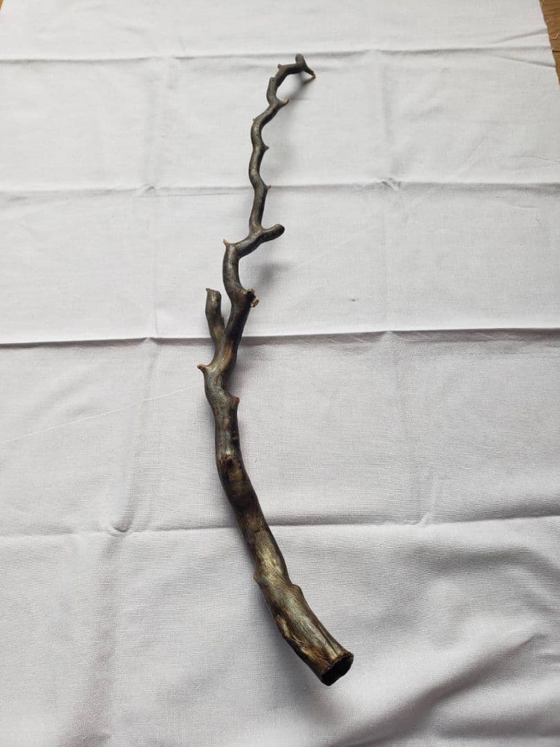 深海松☆レインボーコーラル☆宝石珊瑚