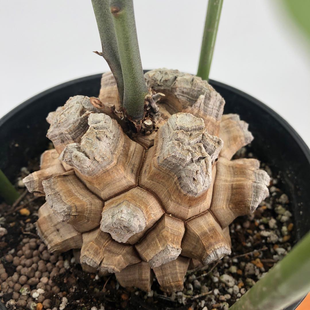 ① アフリカ亀甲竜　5号