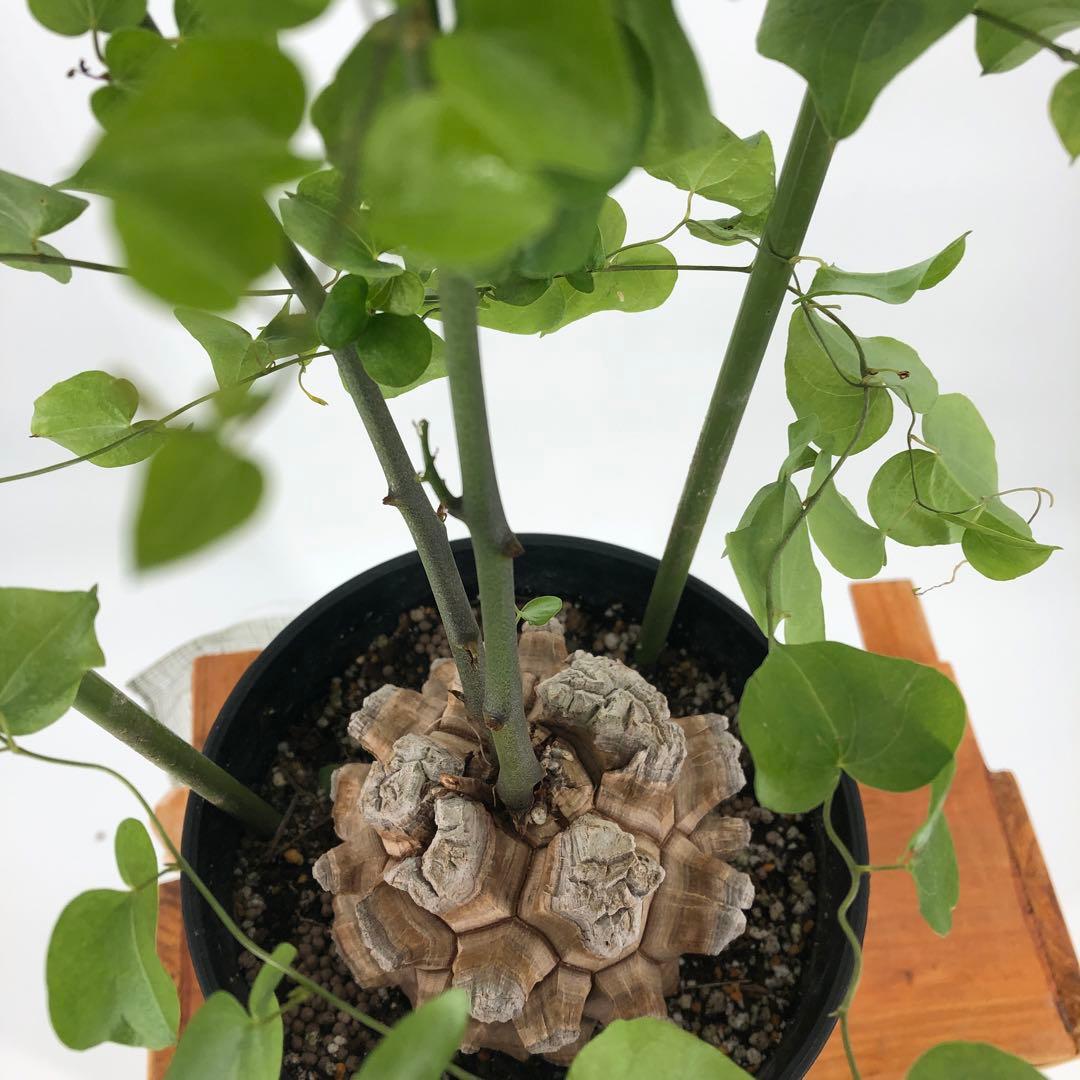 ① アフリカ亀甲竜　5号