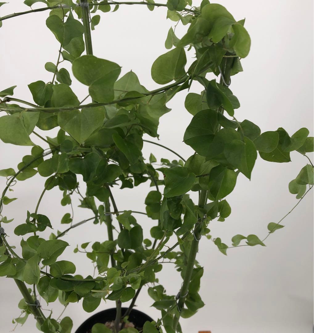 ① アフリカ亀甲竜　5号