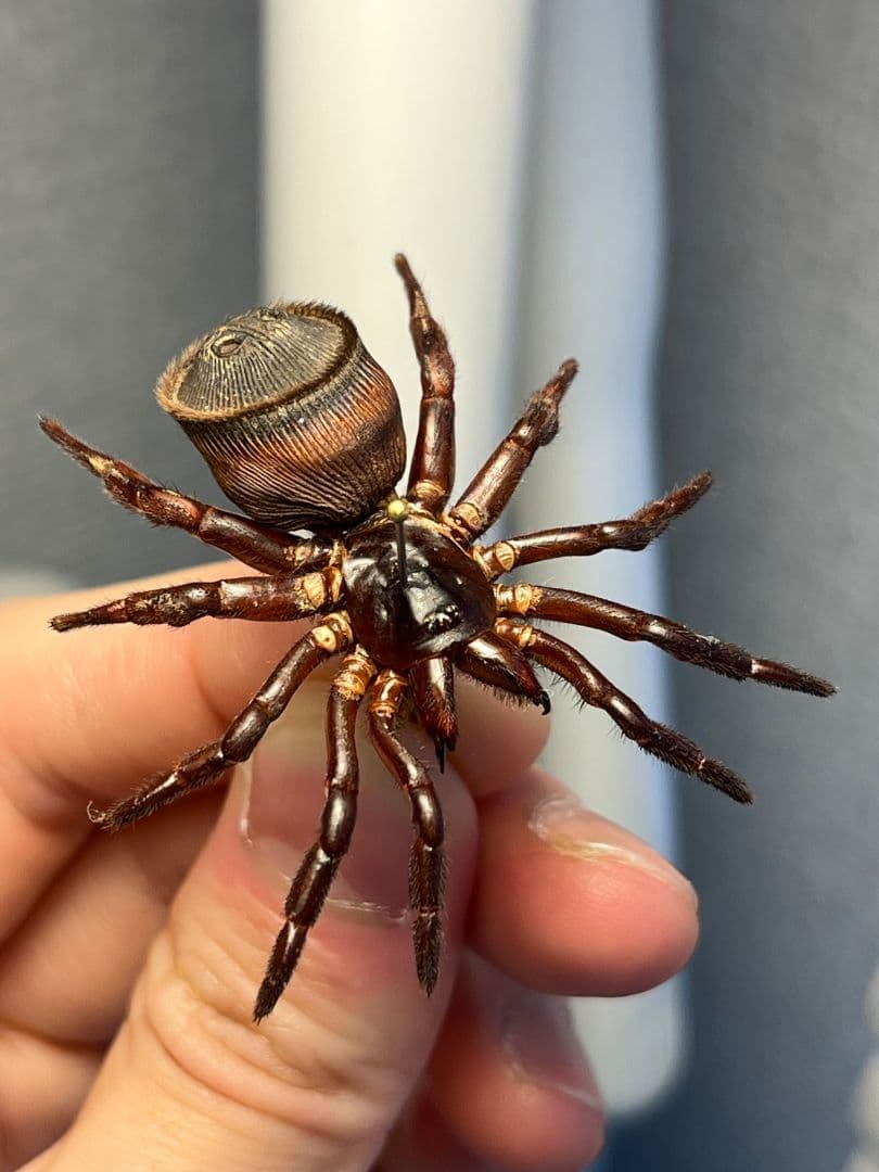 【極美展足】シリキレグモ トラップドアスパイダー タランチュラ ムカデ